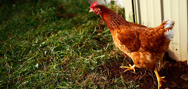 Diatomaceous Earth and Chickens