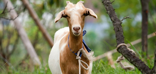Parasites in Goats - Progressive Planet
