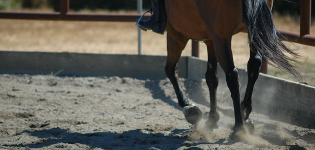 horse galloping