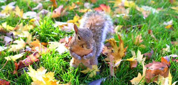 Squirrel in the Fall Leaves