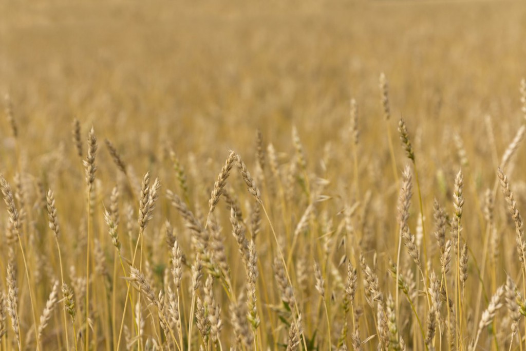 a crop field of wheat