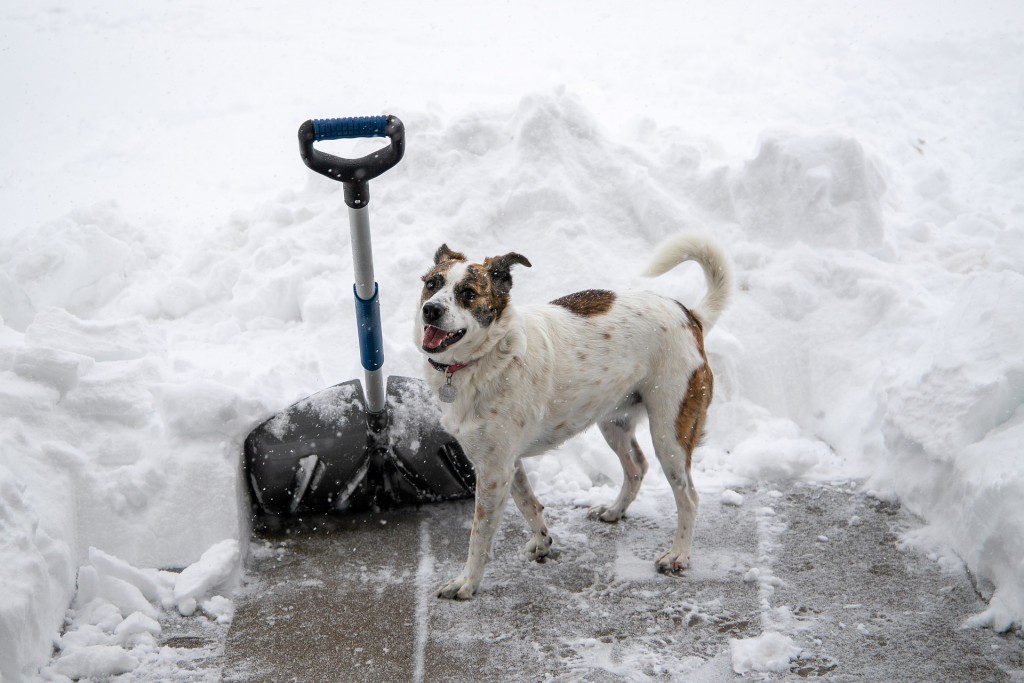 Dog with snow shovel