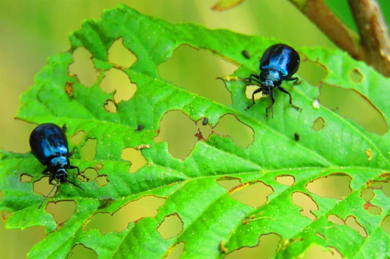 5a7aa0bc-7427-492e-af1c-1ee3b9646a2e-common-garden-pests-how-to-treat-alder-leaf-beetle