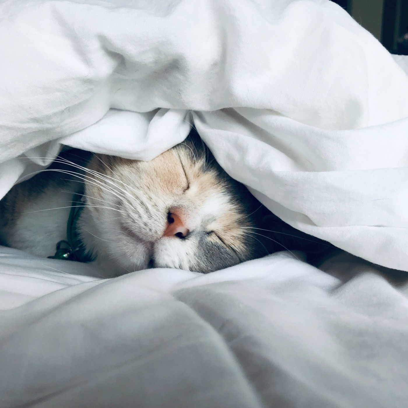 Wundercat