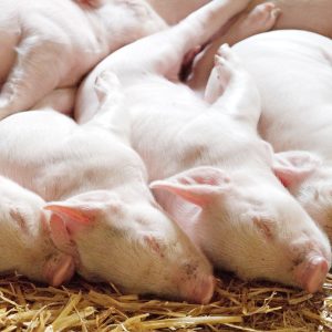BF pigs BF pigs